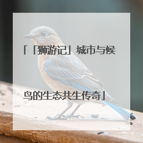 「狮游记」城市与候鸟的生态共生传奇