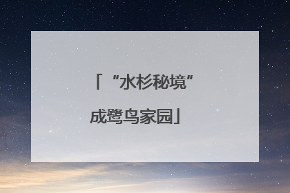 “水杉秘境”成鹭鸟家园
