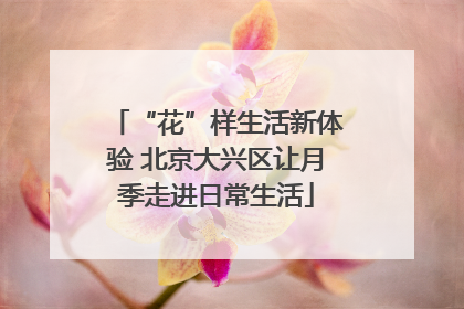 “花”样生活新体验 北京大兴区让月季走进日常生活