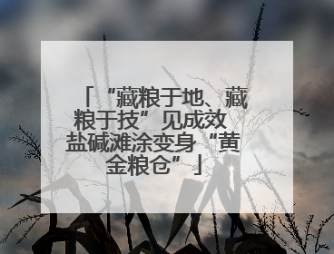 “藏粮于地、藏粮于技”见成效 盐碱滩涂变身“黄金粮仓”