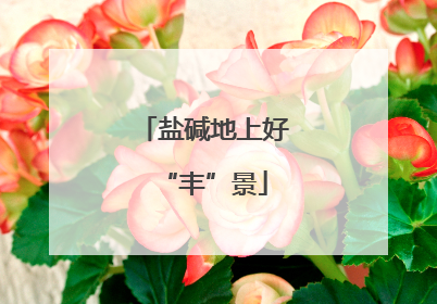 盐碱地上好“丰”景