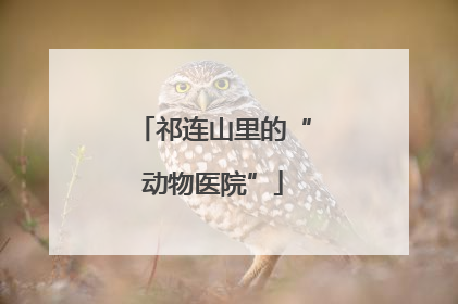 祁连山里的“动物医院”