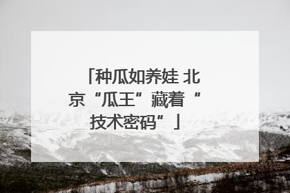 种瓜如养娃 北京“瓜王”藏着“技术密码”