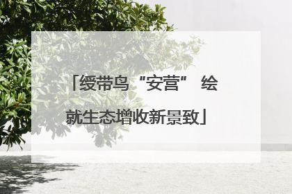 绶带鸟“安营” 绘就生态增收新景致