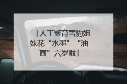 人工繁育雪豹姐妹花“水墨”“油画”六岁啦