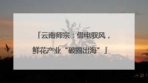 云南师宗：借电驭风，鲜花产业“破圈出海”