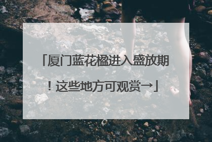 厦门蓝花楹进入盛放期！这些地方可观赏→