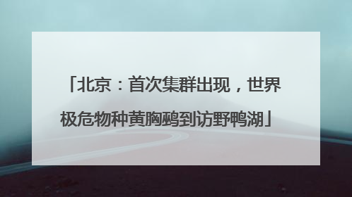 北京：首次集群出现，世界极危物种黄胸鹀到访野鸭湖