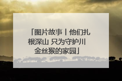 图片故事丨他们扎根深山 只为守护川金丝猴的家园