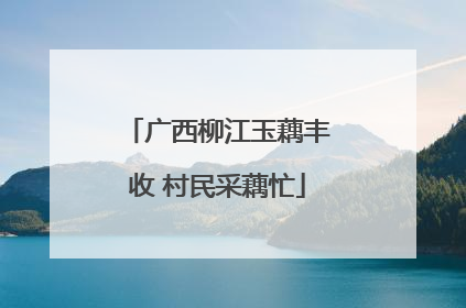 广西柳江玉藕丰收 村民采藕忙