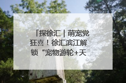 探徐汇｜萌宠党狂喜！徐汇滨江解锁“宠物游轮+天台乐园”双玩法