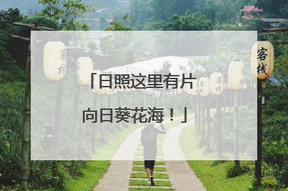 日照这里有片向日葵花海！