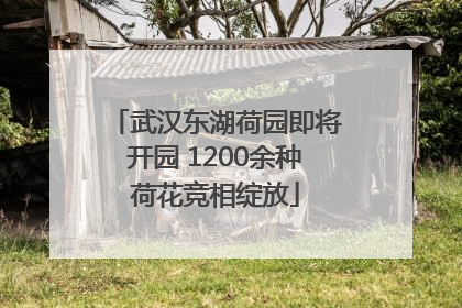 武汉东湖荷园即将开园 1200余种荷花竞相绽放