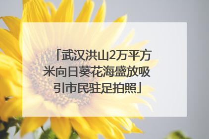 武汉洪山2万平方米向日葵花海盛放吸引市民驻足拍照