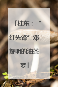 桂东：“红先锋”邓耀明的油茶梦