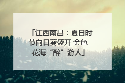 江西南昌：夏日时节向日葵盛开 金色花海“醉”游人