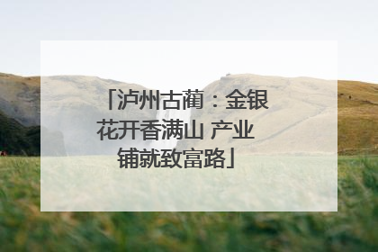 泸州古蔺：金银花开香满山 产业铺就致富路