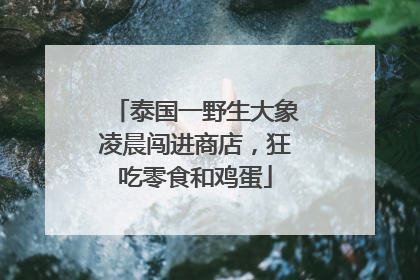 泰国一野生大象凌晨闯进商店，狂吃零食和鸡蛋