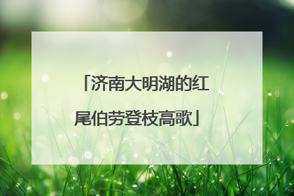 济南大明湖的红尾伯劳登枝高歌
