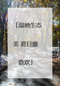 湿地生态美 夏日麋鹿欢