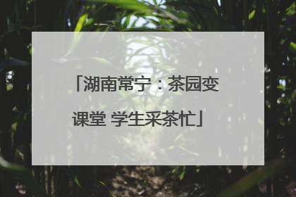 湖南常宁：茶园变课堂 学生采茶忙