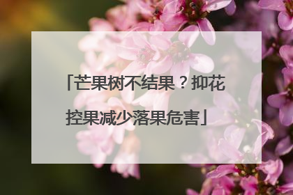 芒果树不结果？抑花控果减少落果危害