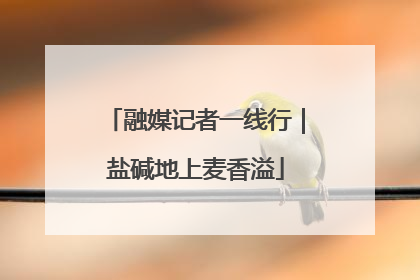 融媒记者一线行｜盐碱地上麦香溢