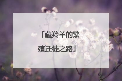 藏羚羊的繁殖迁徙之路