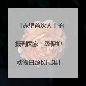 赤壁首次人工拍摄到国家一级保护动物白颈长尾雉