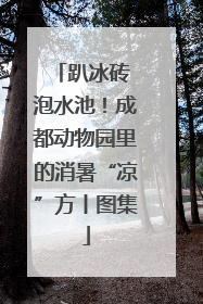 趴冰砖 泡水池！成都动物园里的消暑“凉”方丨图集