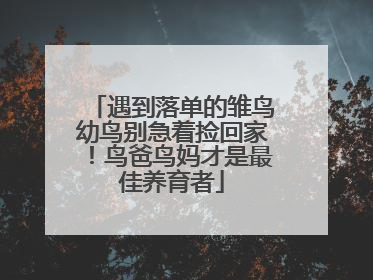遇到落单的雏鸟幼鸟别急着捡回家！鸟爸鸟妈才是最佳养育者