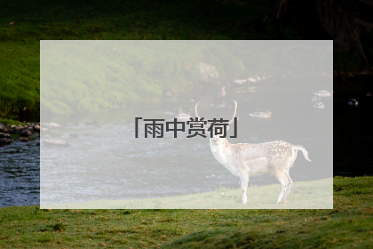 雨中赏荷