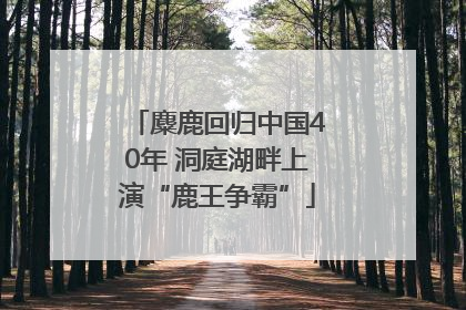 麋鹿回归中国40年 洞庭湖畔上演“鹿王争霸”