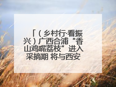 （乡村行·看振兴）广西合浦“香山鸡嘴荔枝”进入采摘期 将与西安“梦幻联动”