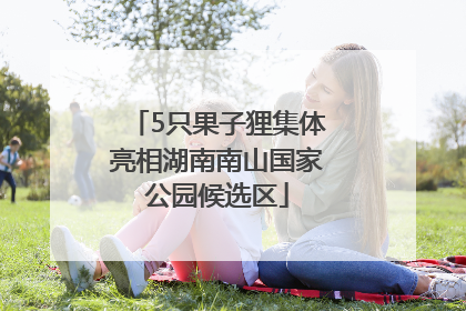 5只果子狸集体亮相湖南南山国家公园候选区